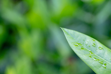 Leaf green background nature