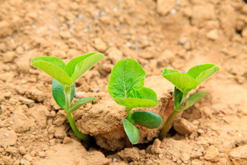 leguminous botany seedling in the field