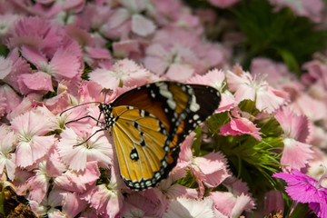 multicolored beautiful elegant butterfly monarch