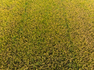 Aerial top view photo from flying drone, Land with paddy thai jasmine rice fields in countryside in spring day. Beautiful rice fields