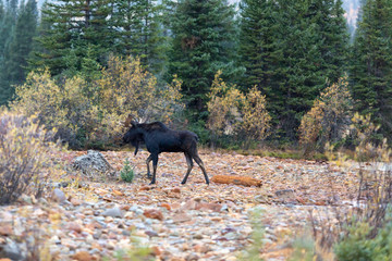 Young Moose near river in Colorado park