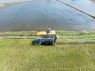 Aerial top view photo from flying drone, Combine harvester working on paddy thai jasmine rice fields in farm thailand.