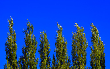 Lombardy Poplar Tree Tops Against Blue Sky On A Windy Day. Abstract Natural Background.