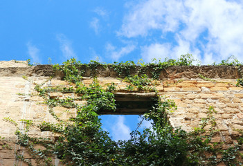 ruins of a large house, overgrown with ivy