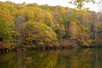 紅葉と池