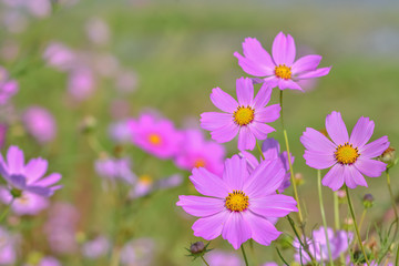 コスモスの花