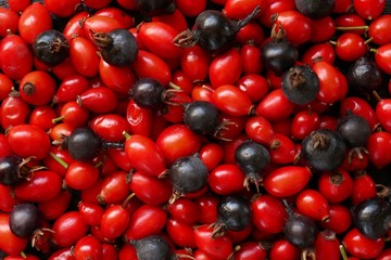 Fresh rose hips close up.Rosehip berries red and black macro background.Useful berries. Vitamin C