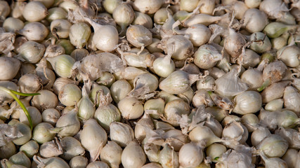 Isolated, close up view of small white onion bulbs