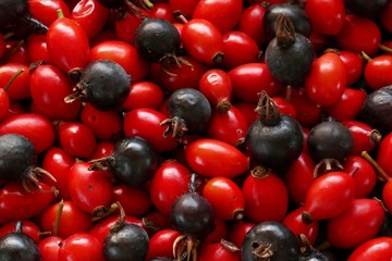 Fresh rose hips close up.Rosehip berries red and black  background.Useful berries. Vitamin C