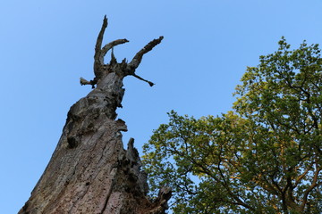 old dead tree against the blue sky