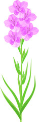 Inflorescence of gladiolus with lilac flowers and green leaves isolated on white background
