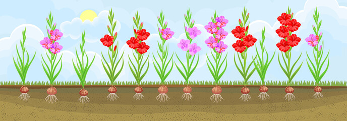 Group of blooming gladiolus plant with flowers of different colors on flowerbed. Plants showing root structure below ground level
