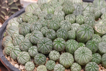 Fototapeta na wymiar Baby Astrophytum Asterias cactus.