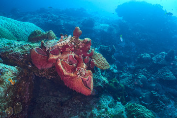 beautiful underwater with the coral reef at Losin diving spot south of Thailand 