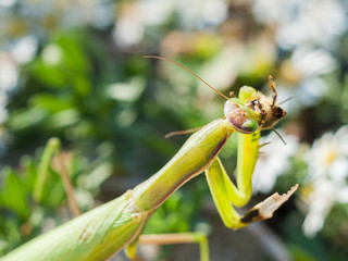 Praying mantis eating bee
