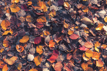 autumn colorful mixed leaves background
