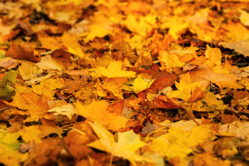 Autumn maple leaves. Defocused background