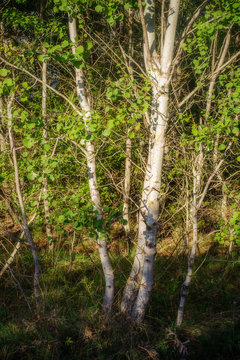 birch at woodland
