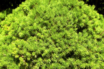 Green lush needle bush in the garden, botanical background or texture