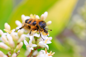 scarab