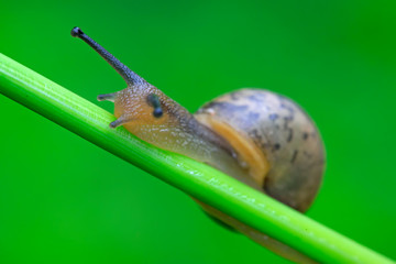 snail
