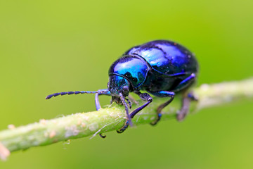 purple leaf beetle