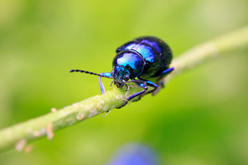 purple leaf beetle