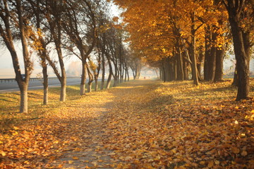 sunny autumn alley  at morning/figures of woman and dog walking