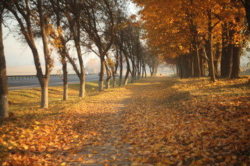 sunny autumn alley at morning/figures of woman and dog walking