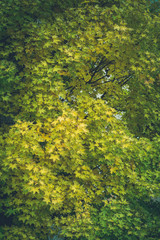 Texture of maple leaves on the tree. Lots of green and yellow autumn leaves.