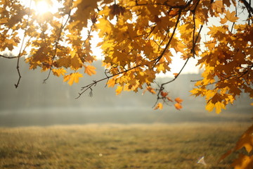 Fototapeta na wymiar autumn maple leaves at sunrize