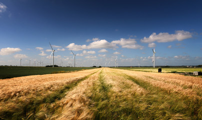 Weizenfeld in Nordfriesland