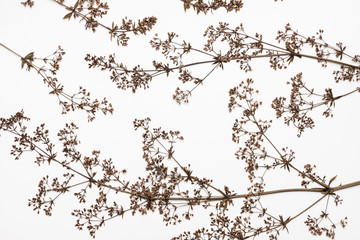 Dry plants on a white.