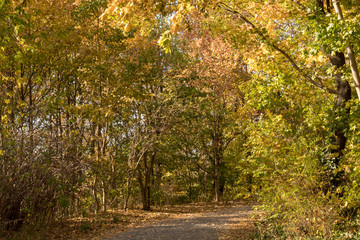 autumn in the park