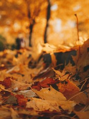 Autumn maple leaves cover the ground, lie on the curb