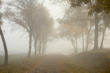 fog on the road