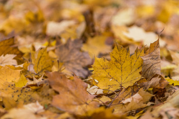 Fototapeta na wymiar Yellow leaves on the ground