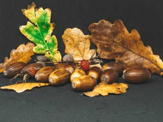 Different size leaves of autumn oak leafs,  acorns and berries of wild rose isolated on black ...