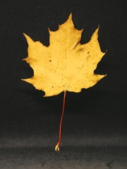 Single yellow maple autumn leaf isolated on black background.