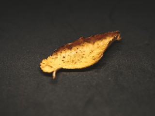 Single autumn leaf isolated on black background.