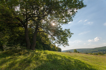 field, big tree,