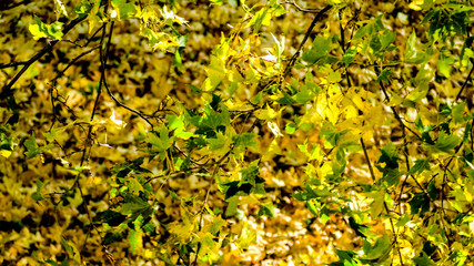 Seasonal autumn background of colorful leaves.