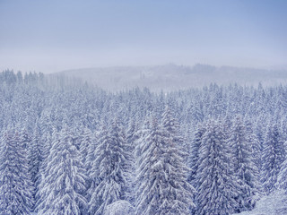Winter forest nature landscape with snow covered trees. Nature winter background