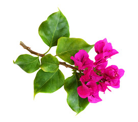 Closeup of bougainvillea flowers - obrazy, fototapety, plakaty