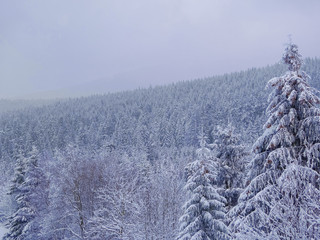 Winter forest nature landscape with snow covered large fir-trees. Winter background. Panorama