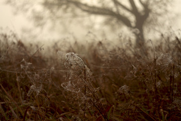 beautiful foggy  autumn landscape