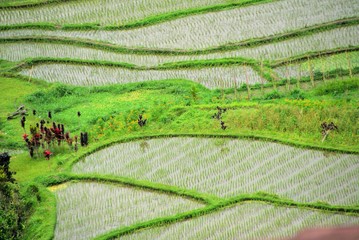 Tegallalang Rice Terrace