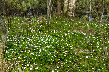 small flowers with white petals on a forest glade