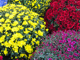 Abstract beautiful red, blue, yelow, flowers bouquets background