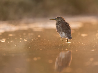 Indian Pond heron at sunrise in lake